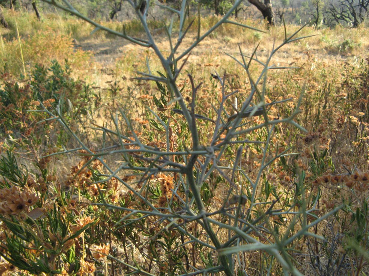 Calicotome spinosa / Sparzio spinoso